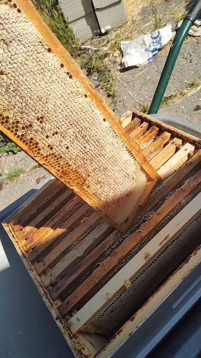 Vând miere, producător!!! Cu predare personală în Buzău, minim 3kg.