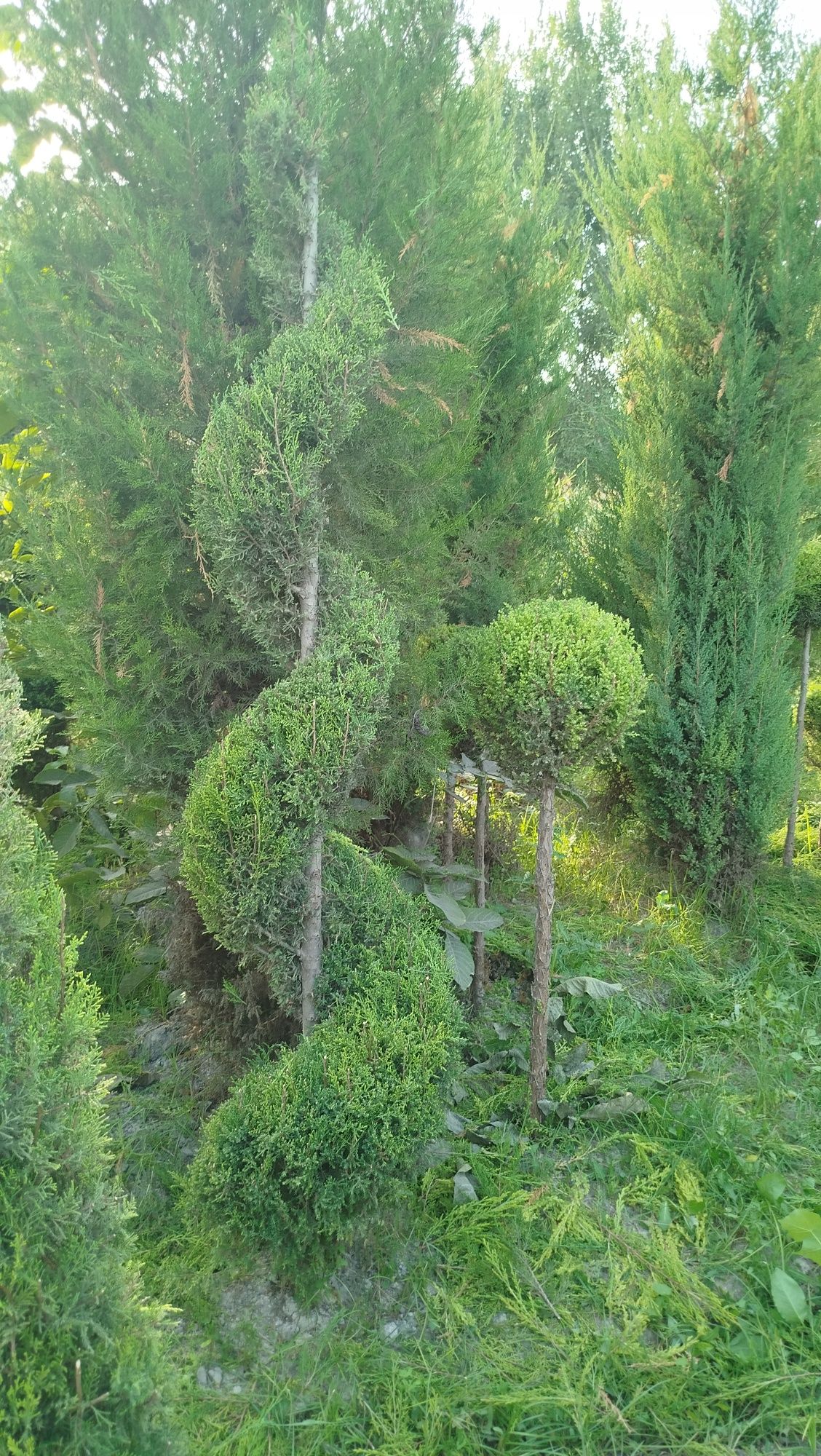 Archa kesish xizmati