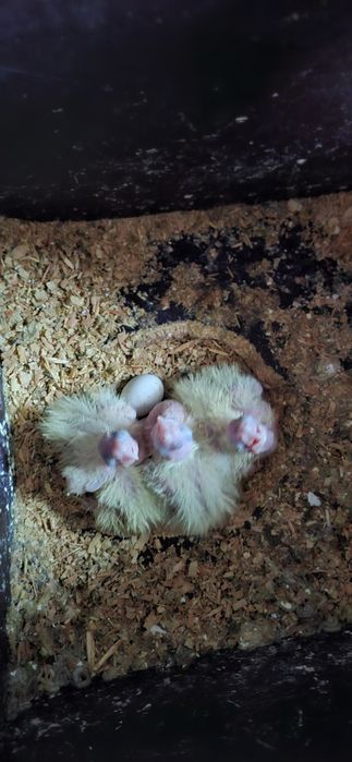 Vând papagali nimfa