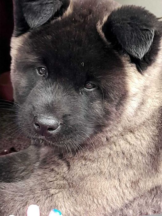 Акиты американские, имеется рассрочка каспий