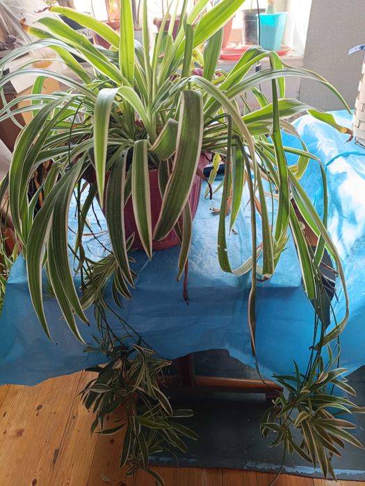 Цветок хлорофитум - очиститель воздуха для дома