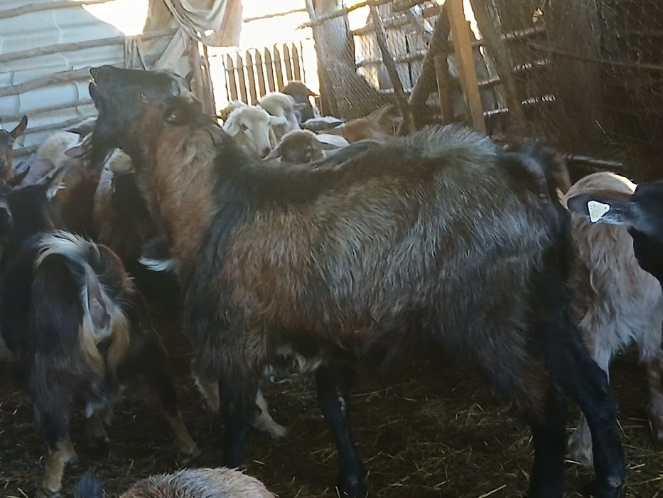 țap alpin 1 an jumate