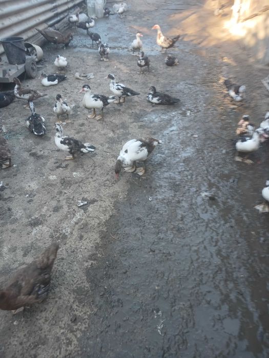 Юрдечки на 3 месеца
