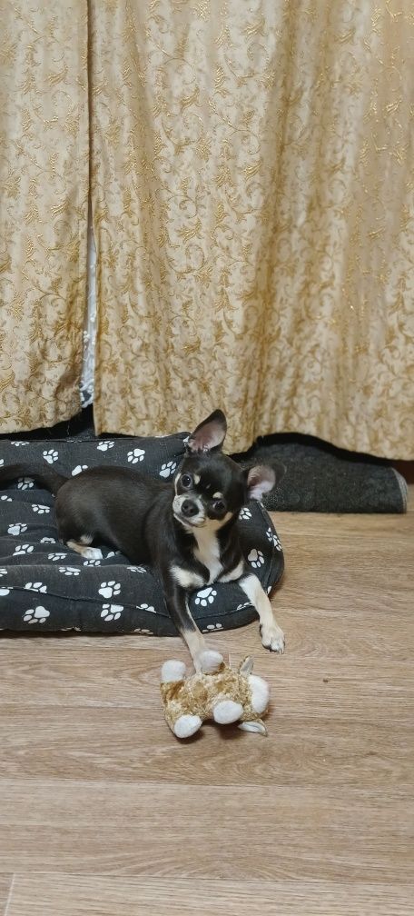 Продам подрошенную чихуахуа