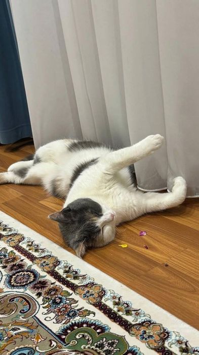 Uy mushugi, calico, turk angorasi