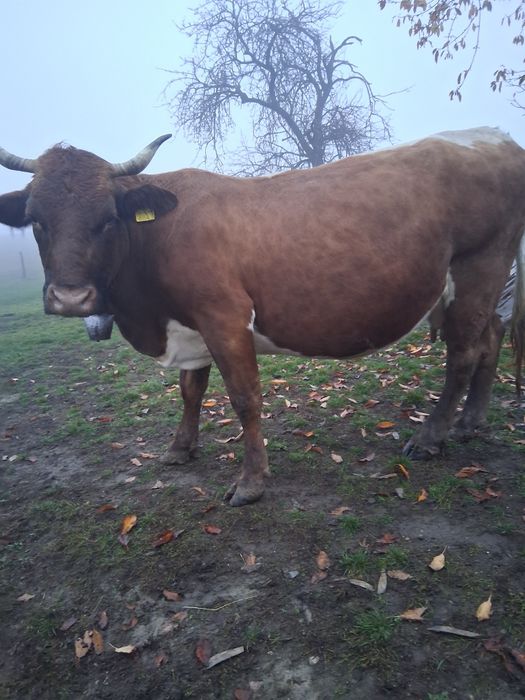 Vând vacă gestanta