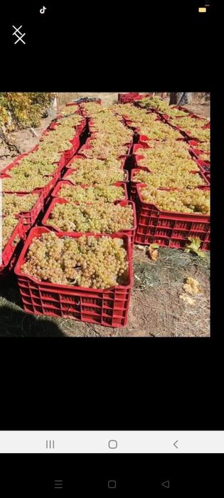 Vand struguri de vin productie 2022