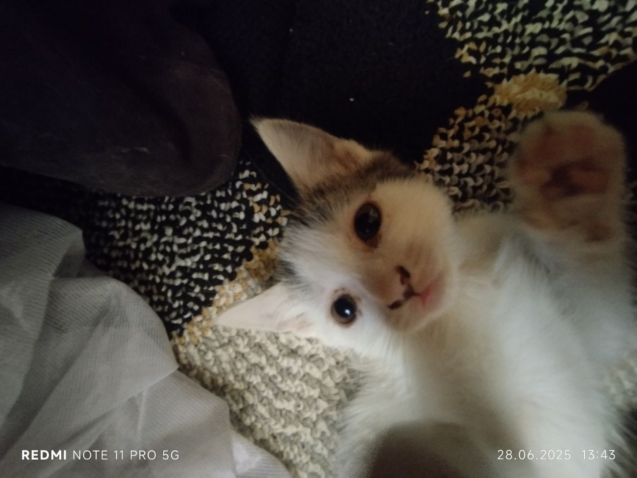 Котики, милые продаю срочно