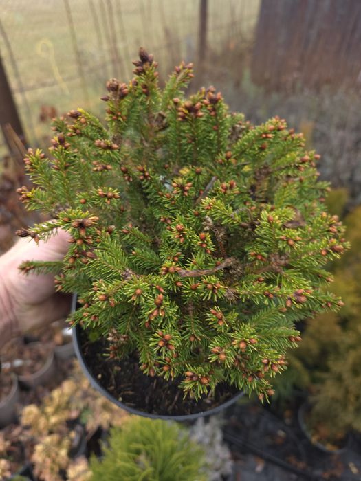 Molid Ohlendorffii-Picea abies Ohlendorffii