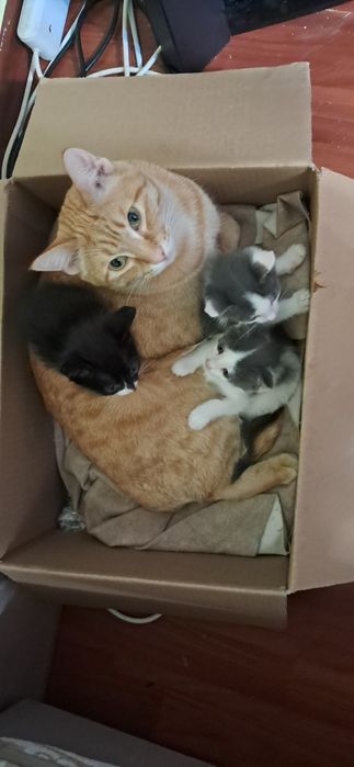 Отдаи Котят В хорощие руки