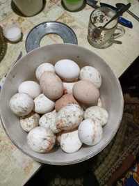 Продам домашние яйца куриные
