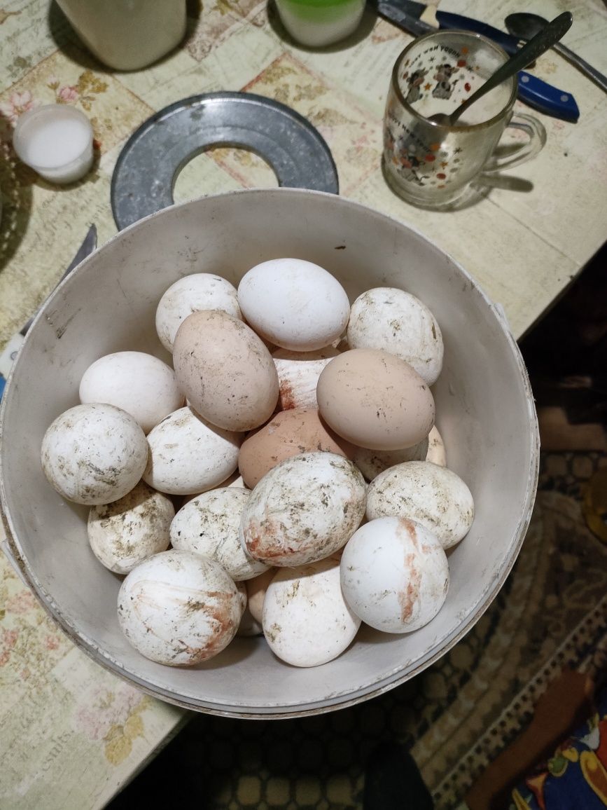 Продам домашние яйца куриные