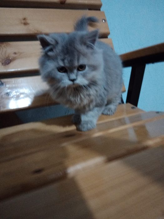 Xeylond fold 3 oylik mushuk bolasi