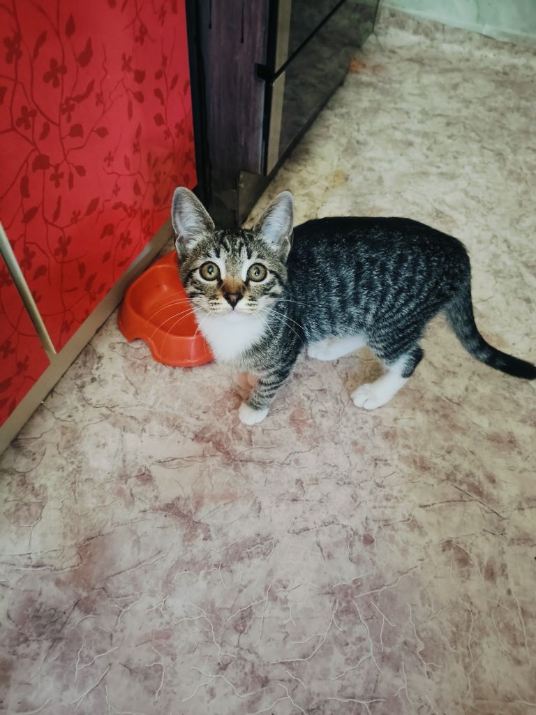 Отдам Котят в добрые руки.