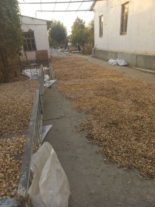 чеснок, саримсоқ пиёз уруғликка экишга тайёр