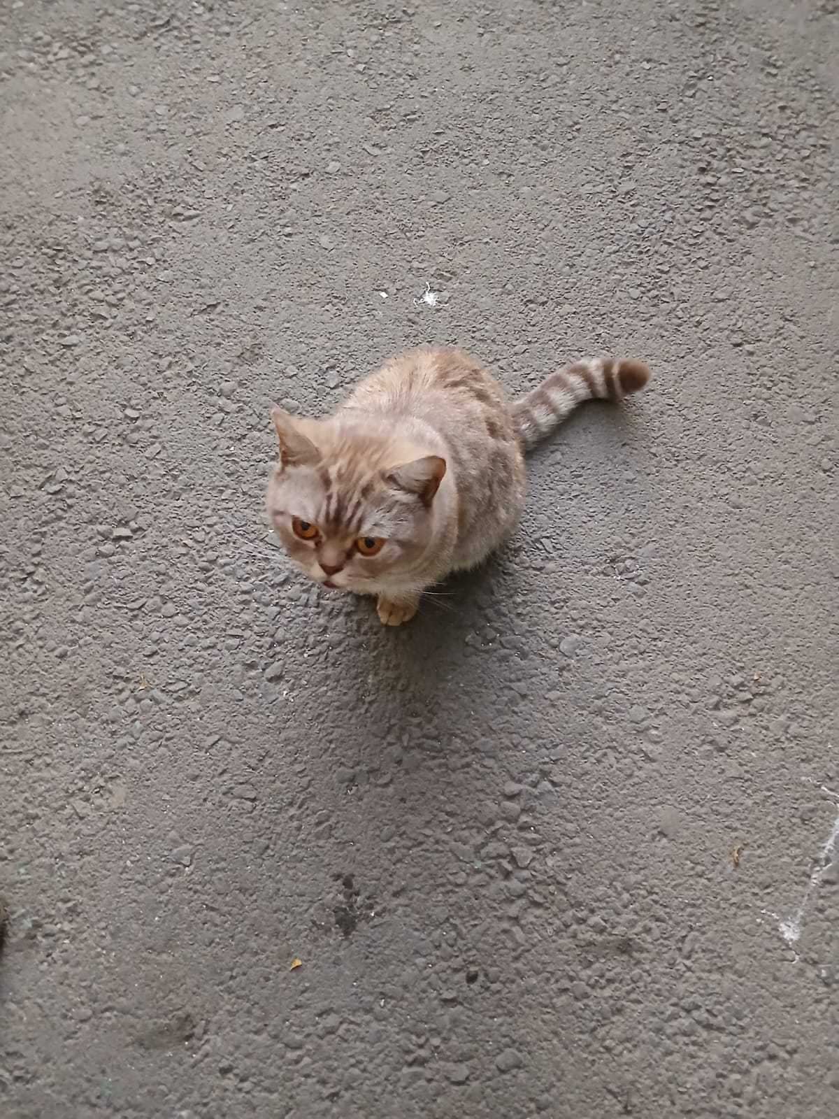Кот ищет хозяина и дом