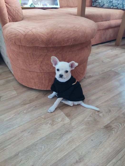 Продавам кученце Чихуахуа Пинчер