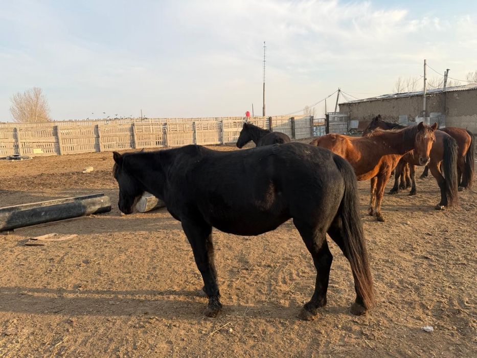 Жемде тұрған семіз Биелер сатылады. Бағасы : 600000тг.