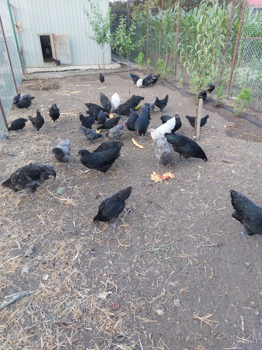 Australorp și cochinchina pitic