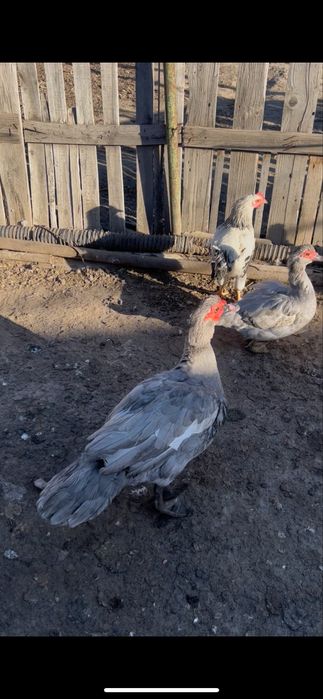 Селезни 5 месяцев