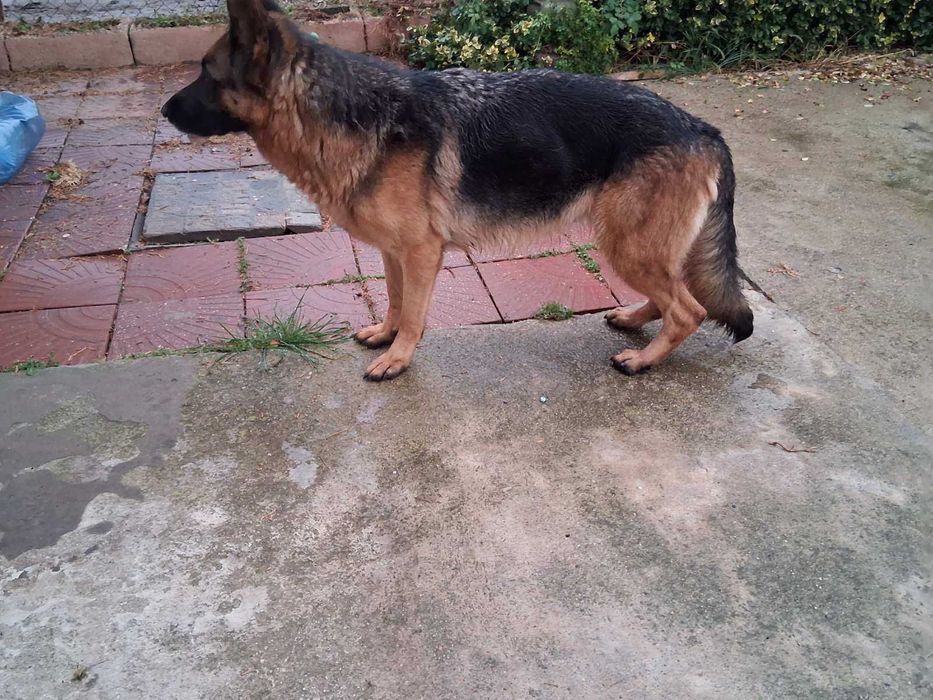 Две немски овчарки | мъжка и женска