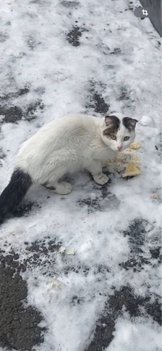 Отдадим кошечку в хорошие руки