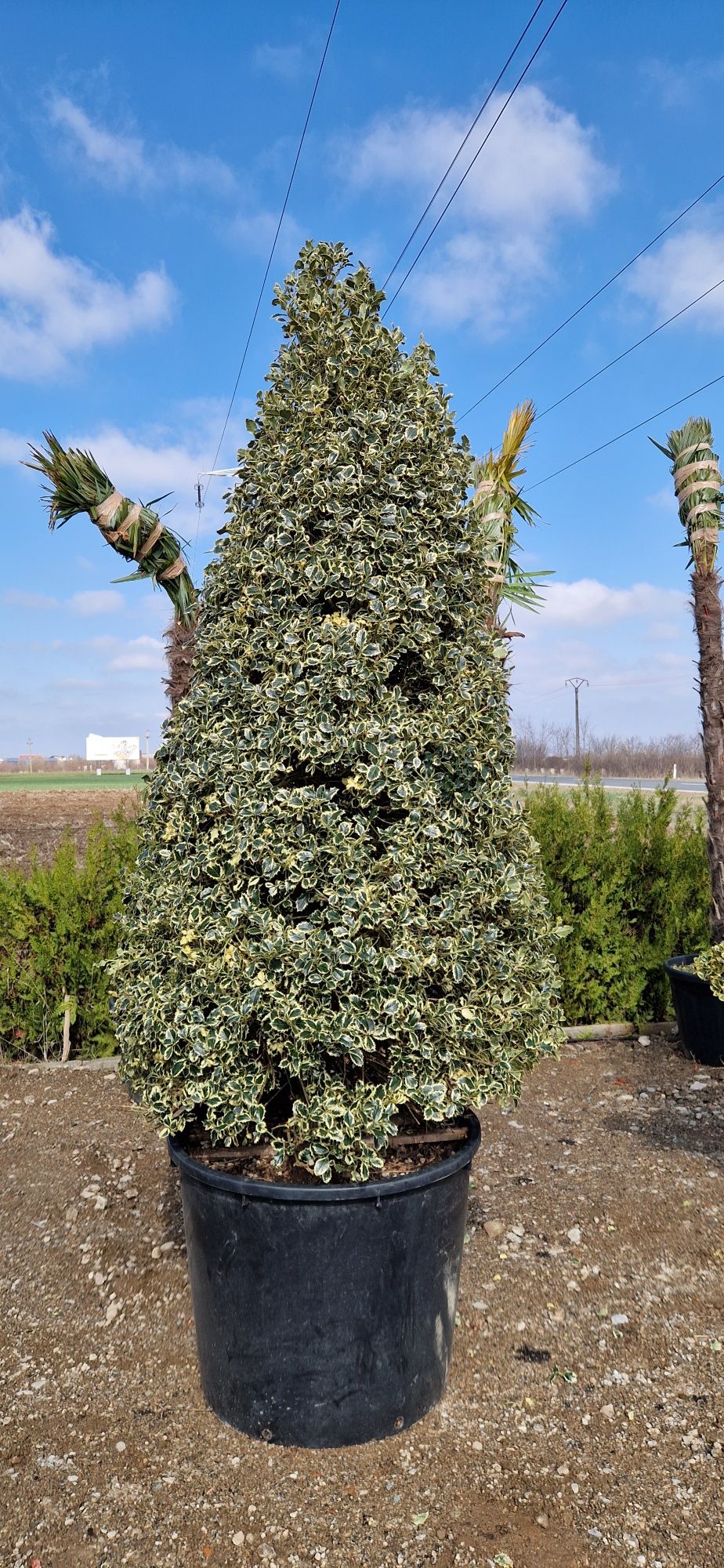 Leylandi- enupar - ilex - catalpa globulara