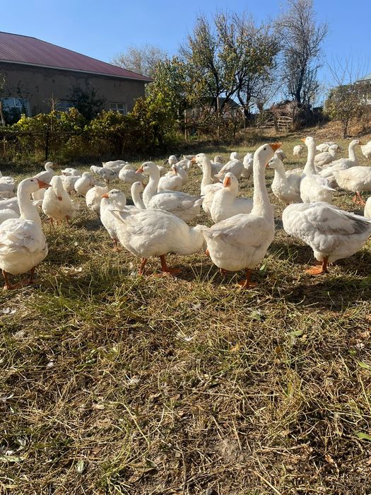 Линда қаздар сатылады