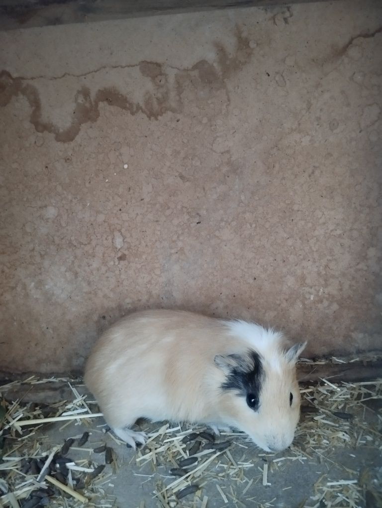 2 ta Xamichok ogil qiz .
