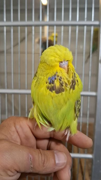 Ръчнохранен социален вълнист изложбен папагал