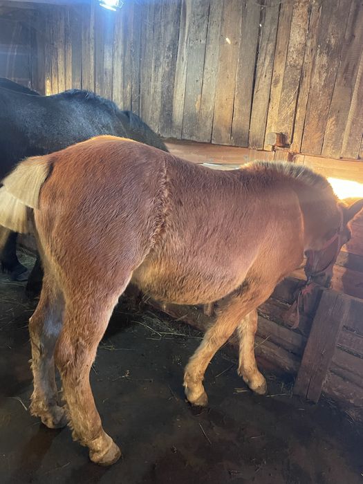 Manză blonda de vanzare