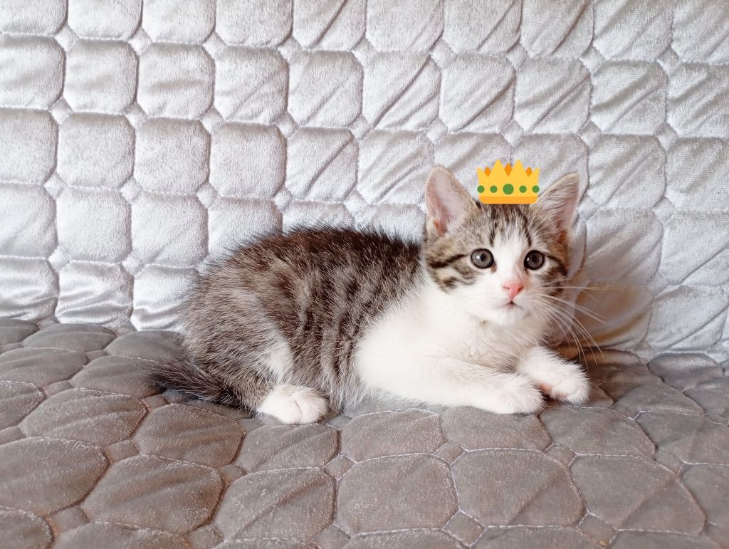 Котята домашние, отдаю даром