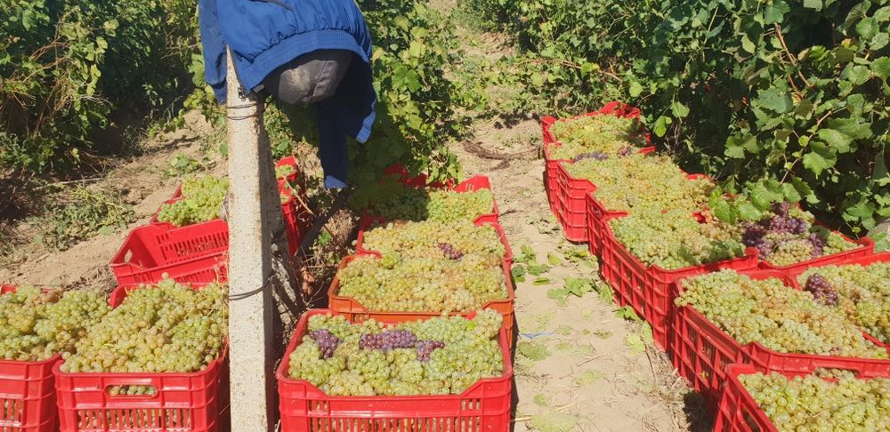 Strugurii de vin soiuri alese