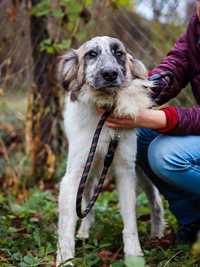 Benji - pentru adoptie