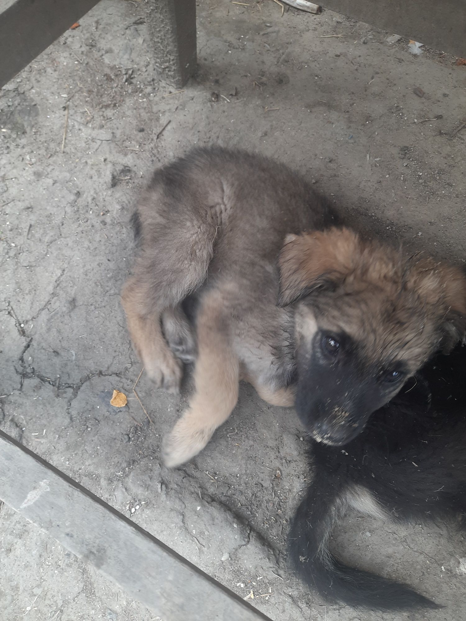 Donez cățelușă mananca singura