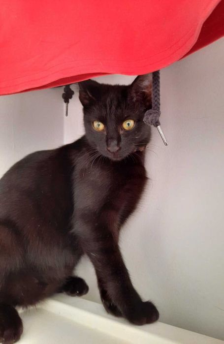 Adoptie pisica neagra superba