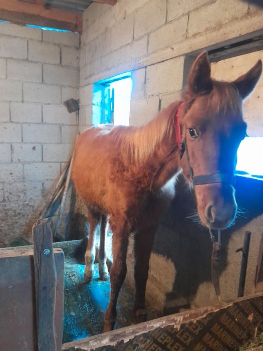 Продам жеребенка