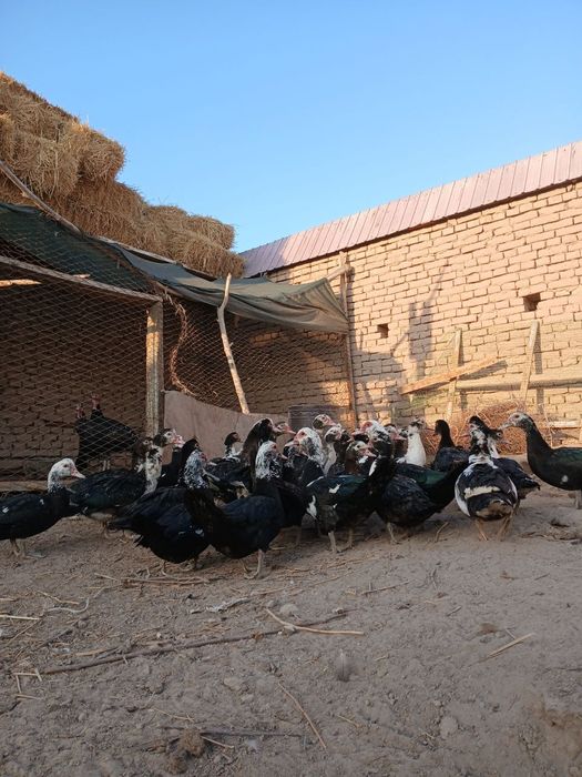 Индушкалар сотилади