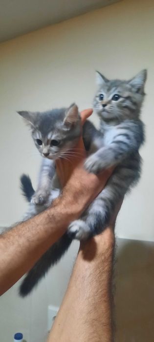 Mushuk bolalar sotiladi