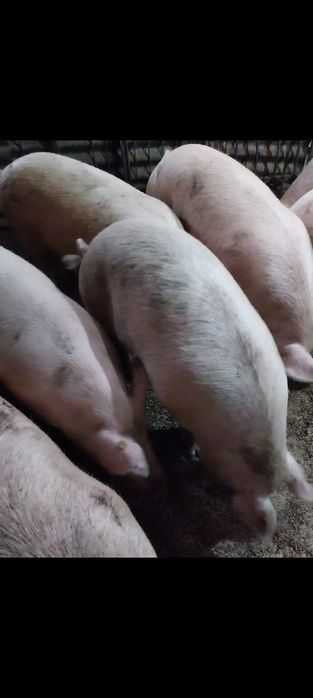 Продавам Бели Прасета