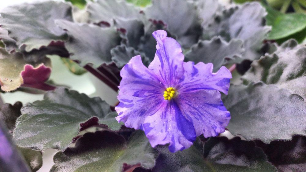 Fiyalka gullari detkasi arzon narxlarda sotiladi