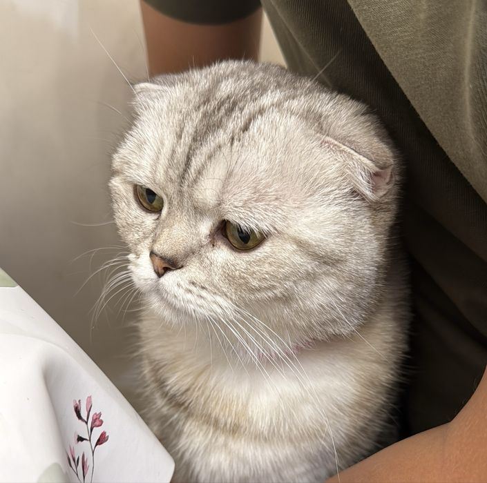 Кошечка шотландской породы вислоухая. Стерилизована