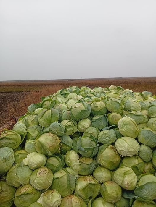 Vând varză de Buzău