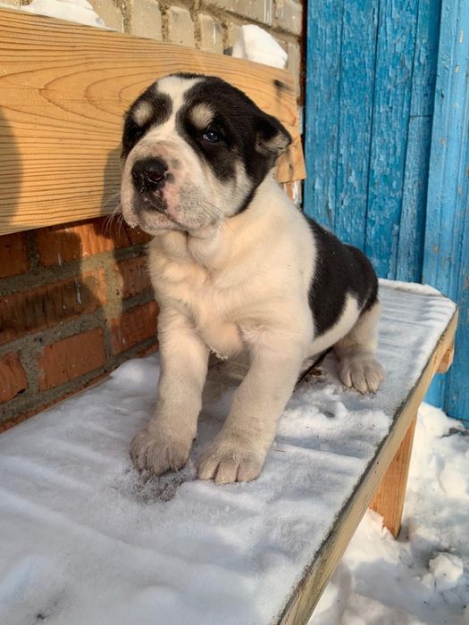 алабай девочка чистокровная