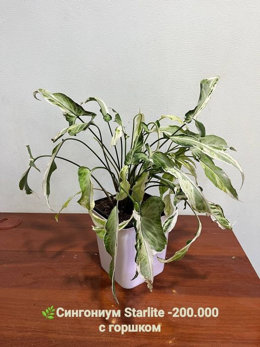 Мухоловка, Аглаонема баттерфляй,Калатея пиктурата, Хамедорея