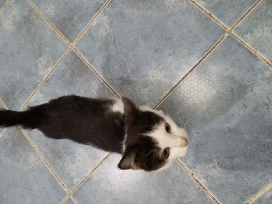 Котята одам в добрые руки