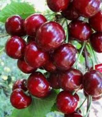 Экспортбоб валовье гилоси - Черешня валовье сердца