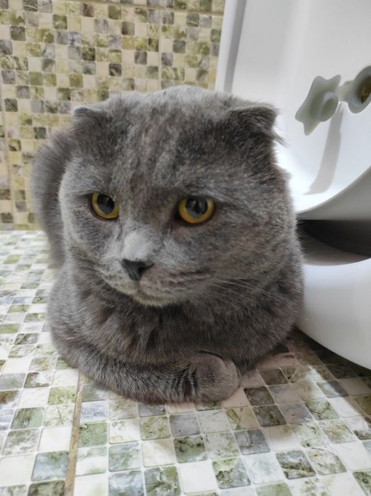 Шотландский Скотиш фолд