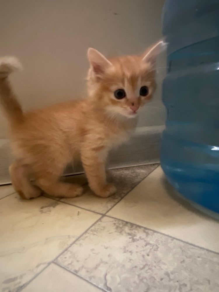 Ищут дом 5 чудесных котят