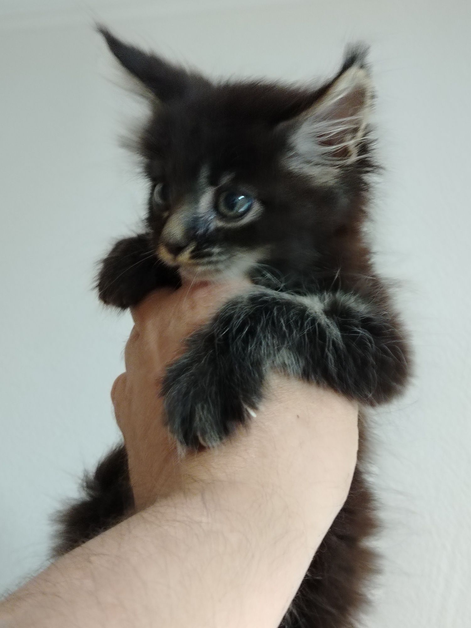 Котята Мейн куны из питомника